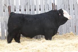 Simmentals