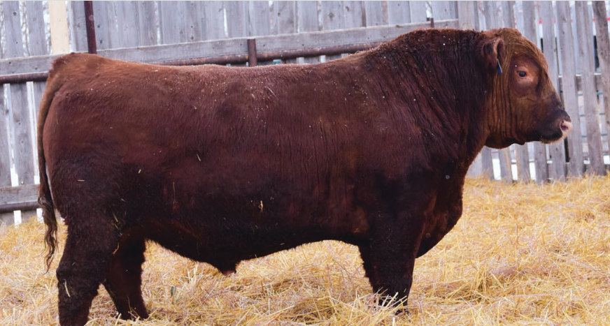 Red Angus