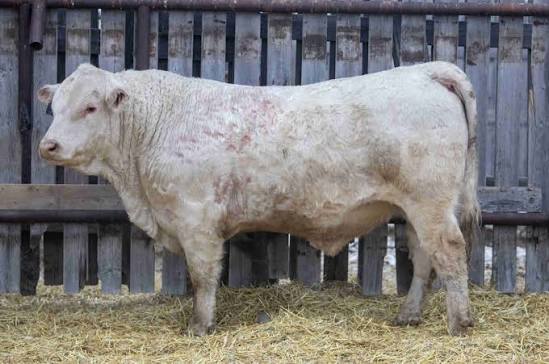Charolais