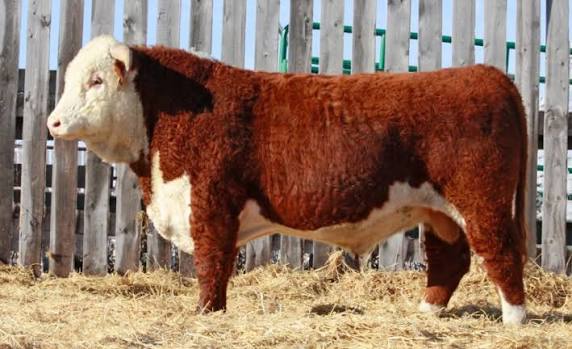 Hereford