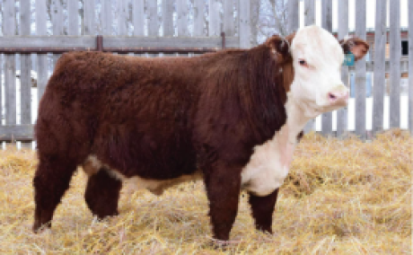 JT TESTHERFORD 25N