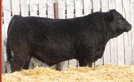 T33 Mr. Nuggett 29N